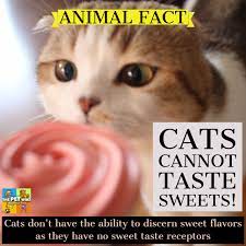 Animal Fact Cats Have Less Taste Buds Than Humans And They Cannot Taste Sweets Animal Facts Cats Pets