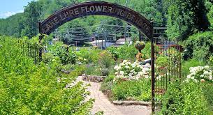 Today's trip to the lake lure flowering bridge presented a few new subjects… the rich purple reblooming irises didn't disappoint. Lake Lure Flowering Bridge