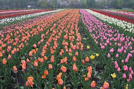 Windmill island gardens is home to de zwaan windmill, the last mill allowed to be transported from the netherlands. Windmill Island Gardens Holland Michigan Mapio Net