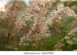 Image result for Tricholaena