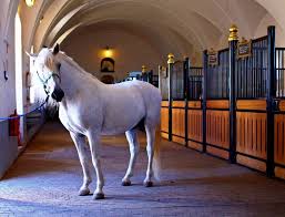 Day Of The Lipizzaner Spanish Riding School Horses White Horses