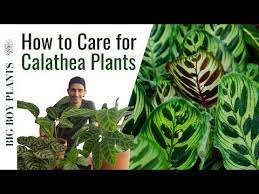 In This Guide We Cover All The Details And Information Related To Care For A Calathea Mayokana Or Peacock Plant Calathea Plant Calathea Peacock Plant
