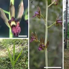 Image result for Eulophia alta