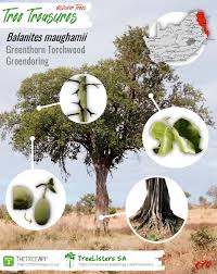 Image result for Balanites maughamii