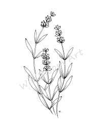 Lavender Line Drawing Botanical Print Hand Drawn Florals Illustration Lavender Print Black And White In 2021 Flower Line Drawings Floral Drawing Black And White Drawing