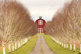 The entrance to the home is accentuated by masses of annual flowers that frame the bluestone steps. A Great Read Barn Sits At The End Of A Driveway Lined With Birch Stock Photo Picture And Royalty Free Image Image 29238706