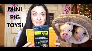 They swim fast and catch food in the sea. Mini Pig Toys What To Buy Your Pig For Christmas Youtube