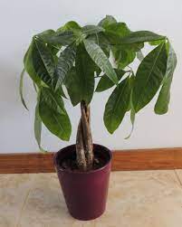 Propagation is generally done by taking cuttings or potting up side shoots. How To Grow Money Tree Plant Pachra Aquatica As A Houseplant The Gardener S Network