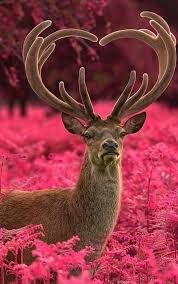 Pin Von Barbarak Kittens Pets Auf Hirsch Deer Tiere Tiere Und Haustiere Susse Tiere