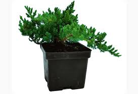 Providing high quality plants at reasonable prices among the most frequently asked questions from our juniperus procumbens nana. Dwarf Japanese Garden Juniper In 4 Square Starter Pot
