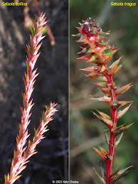 Image result for Salsola
