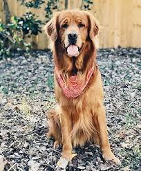 Browse thru our id verified puppy for sale listings to find your perfect puppy in your area. Red Golden Retriever Cheap Online