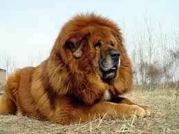 Height ranges from 20 to 23 1/2 inches and weight from 35 to 60 pounds. 10 Dogs Developed From Tibetan Mastiff Hubpages