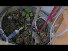 Akvaryum Ile Balkon Bahcesi Sulama Sistemi Youtube