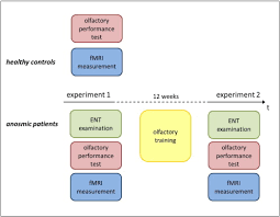 Image result for Olfactory Training