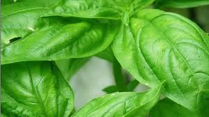 Manfaat daun selasih untuk mengatasi keputihan : Ragam Khasiat Daun Sambung Nyawa Bisa Buat Penderita Diabetes