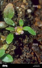 Image result for Elatinaceae