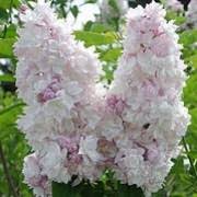 Syringa Vulgaris Krasavitsa Moskvy Lilac Beauty Of Moscow Beauty Of Moscow Belle De Moscou Care Plant Varieties Pruning Advice
