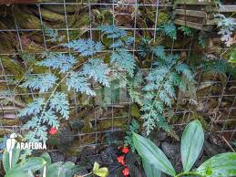 Image result for Selaginella vogelii