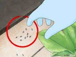 How To Take Care Of A Caterpillar Until It Turns Into A Butterfly Or Moth