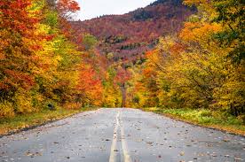 Image result for Mostuea