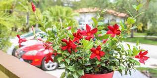 I picked the mounding mandevilla. About Mounding Mandevilla Costa Farms