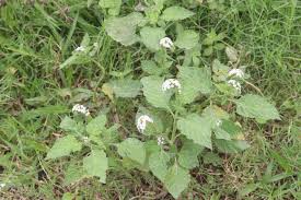 Image result for Heliotropium indicum