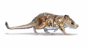 Image result for Macrotyloma rupestre × densiflo