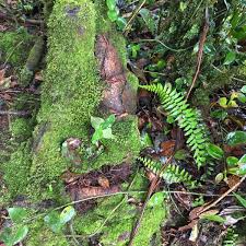 May need a guide and can last up. Fotos Bei Mossy Forest Cameron Highland Berg