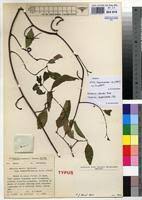 Image result for Salacia leptoclada