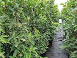 Kirschlorbeerhecke Prunus Lusitanica Hier Gunstig Kaufen