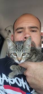 Lost Yorkie in Skagit area, still missing