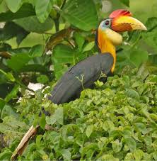 Burung rangkong atau burung enggang yang dalam bahasa inggris disebut hornbill, telah lama terkenal karena penampilannya. Letsgo Travel Wrinkled Horbill Sejenis Burung Enggang Facebook