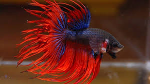 Iwak iki duwé wujud lan sipat sing béda lan rada galak upama jagani laladane. Jenis Jenis Ikan Cupang Yang Ada Di Indonesia