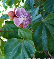 Image result for Bixaceae