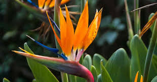 We did not find results for: Bird Of Paradise Plant Care How To Grow Strelitzia Reginae