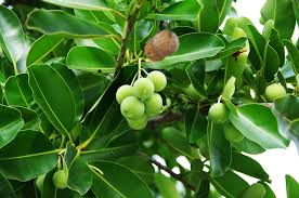 Image result for Calophyllum inophyllum