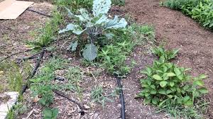 You can use it as planters, to start a garden path, mulch a prepared bed, start a new bed and much more. 5 Great Ways To Use Cardboard In The Garden 5 Steps Instructables