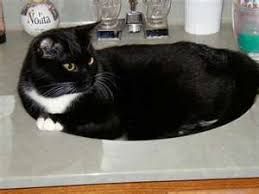 Black And White Tuxedo Cat Grace Never Laid In Sinks Since She Hated Water But We Would Find Her Laying Over The Place Lol White Cats Tuxedo Cat Cats