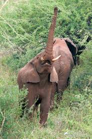 Maybe you would like to learn more about one of these? What Do Elephants Eat Elephant Diet Video Photo Travel For Wildlife