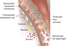 .filtration diaphragm, known as the slit diaphragm in podocytes or the nephrocyte diaphragm in we find that fly (drosophila melanogaster) orthologues of the major constituents of the slit. Glomerular Filtration The Charge Debate Charges Ahead Sciencedirect