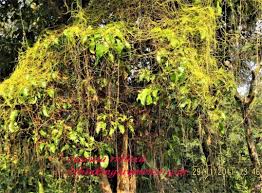 Image result for Grangea anthemoides