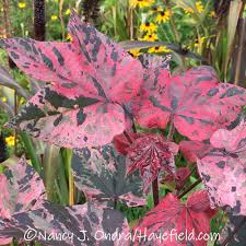 Image result for Gossypium triphyllum