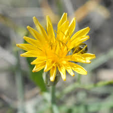 Image result for Launaea