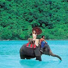 An elephant's trunk can hold 2.5 gallons of water Shasa Resort Residences Koh Samui Elephant Riding In Koh Samui Thailand Islands Thailand Elephants Elephant Ride