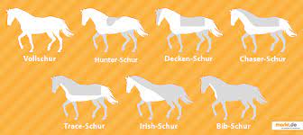 Ab wann sollte man das pferd eindecken? Das Pferd Richtig Scheren Markt De