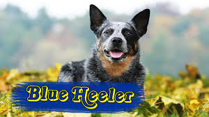 Blue Heeler Australian Cattle Dog Personalities And Pictures