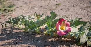 Image result for Harpagophytum procumbens