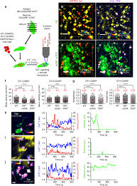 Italian lire are now obsolete. Live Cell Imaging Reveals The Relative Contributions Of Antigen Presenting Cell Subsets To Thymic Central Tolerance Nature Communications