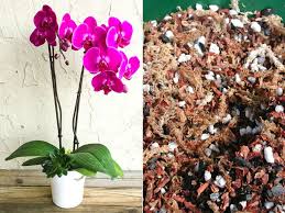Homemade Potting Soil For Moth Orchids Phalaenopsis Kamerplanten Tuin